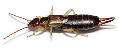 240px-Earwig_on_white_background